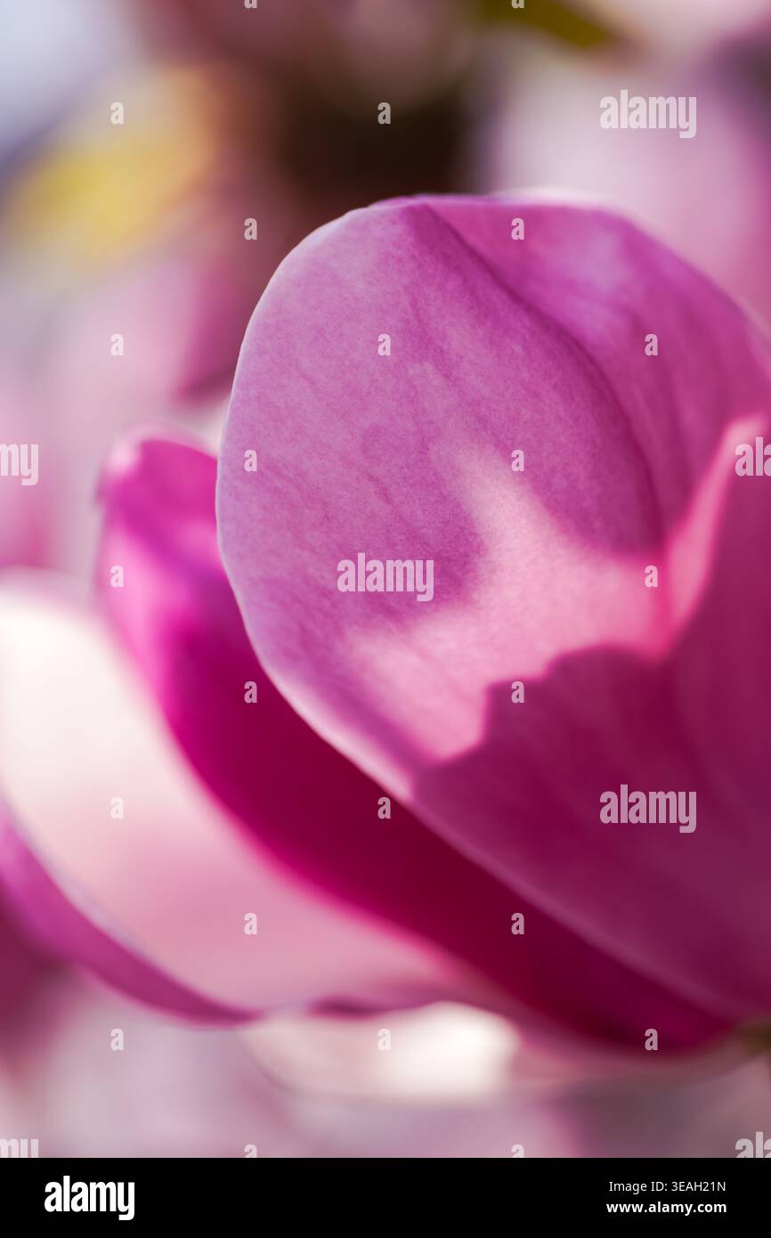 Featuring delicate petal shapes hi-res stock photography and images - Alamy