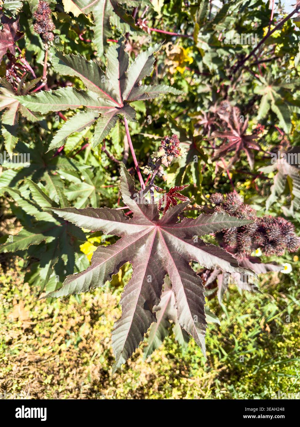 Vibrant castor bean plant Ricinus communis with large serrated maroon leaves and spiky seed pods growing outdoors in sunlight - Smartphone Captured Stock Image