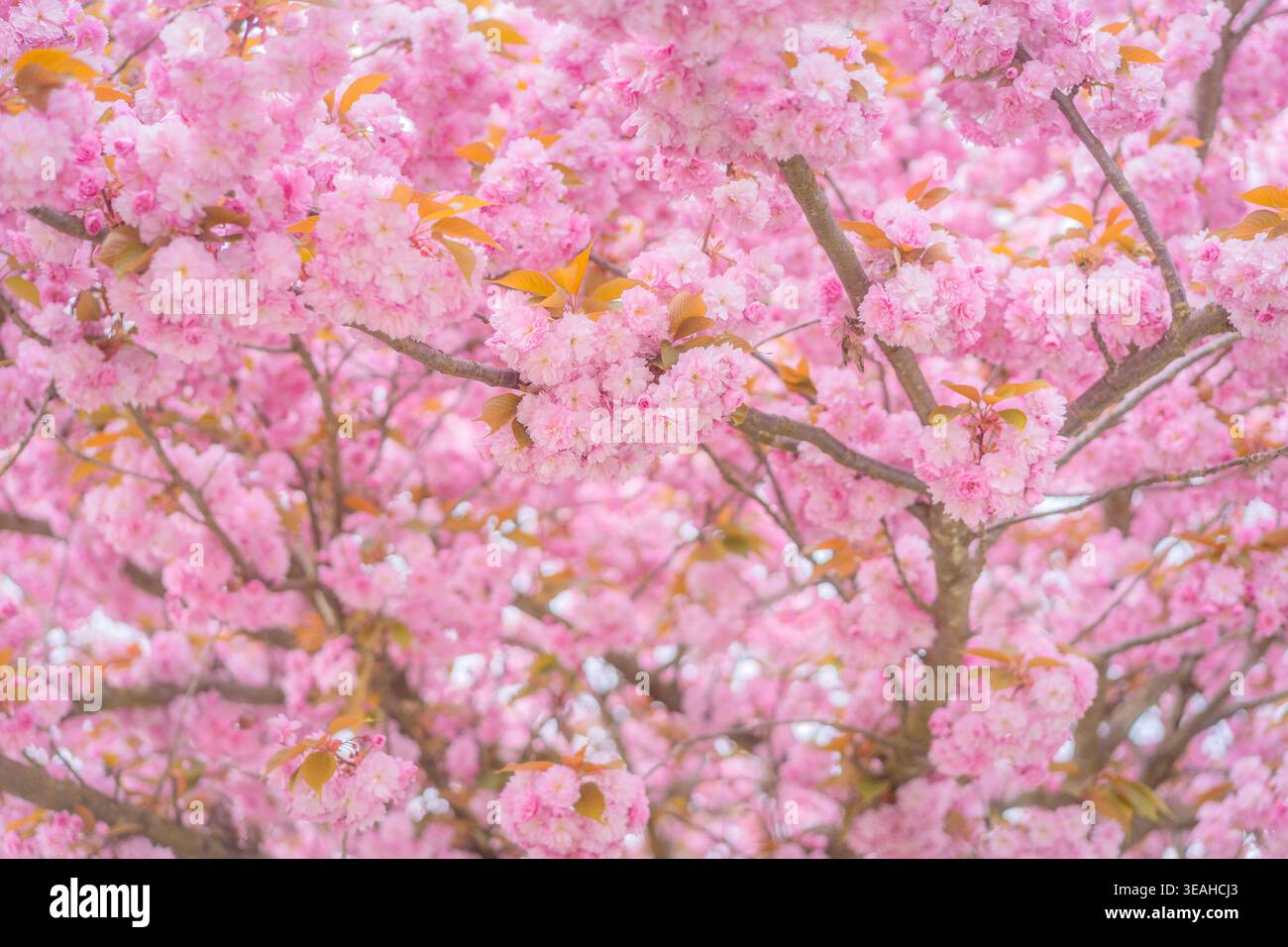 Cherry blossom tree in bloom, Vancouver, Canada. Stock Photo