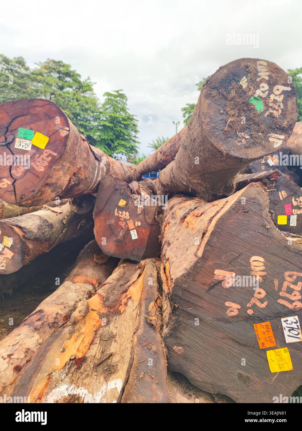 Stacked hardwood logs with bright identification stickers showing timber processing and industrial harvesting in an outdoor yard Stock Photo