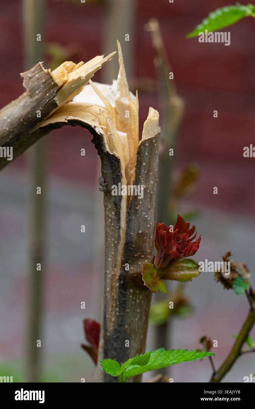 Close-up of a broken tree branch revealing jagged wood fibers and ...