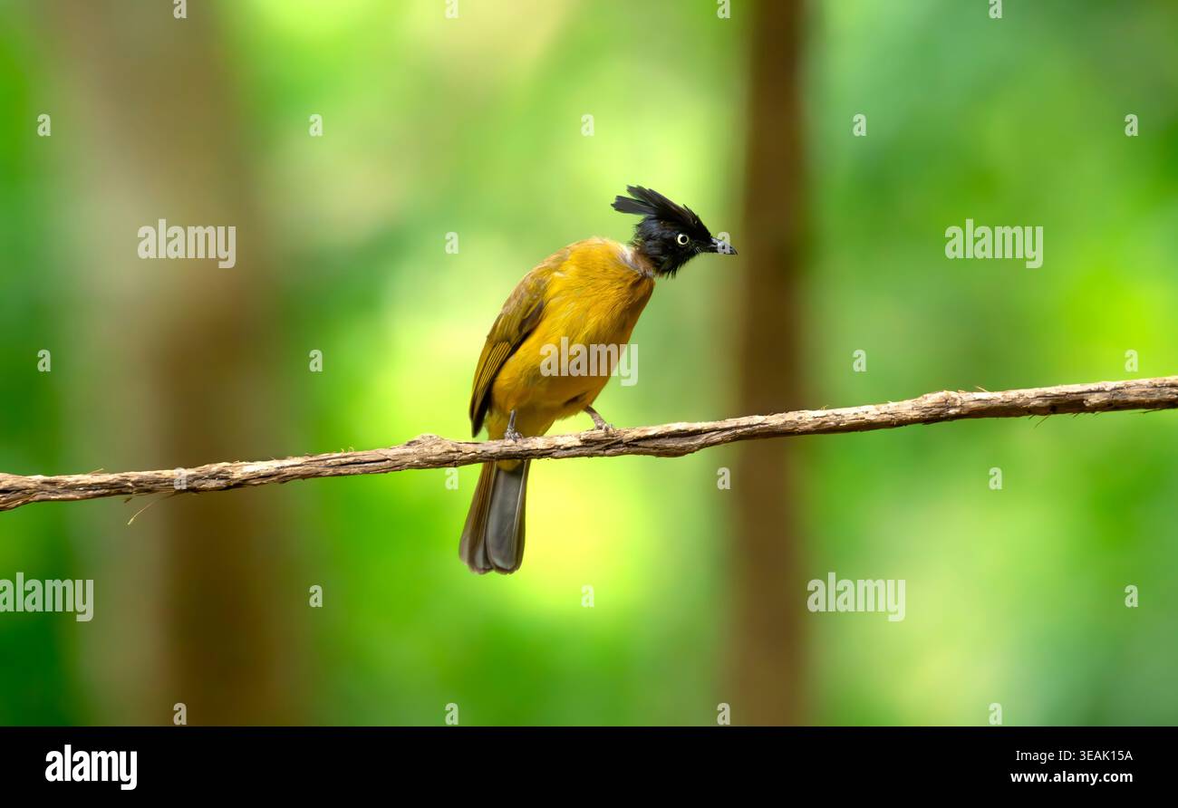 Black-crested bulbul bird on branch Stock Photo