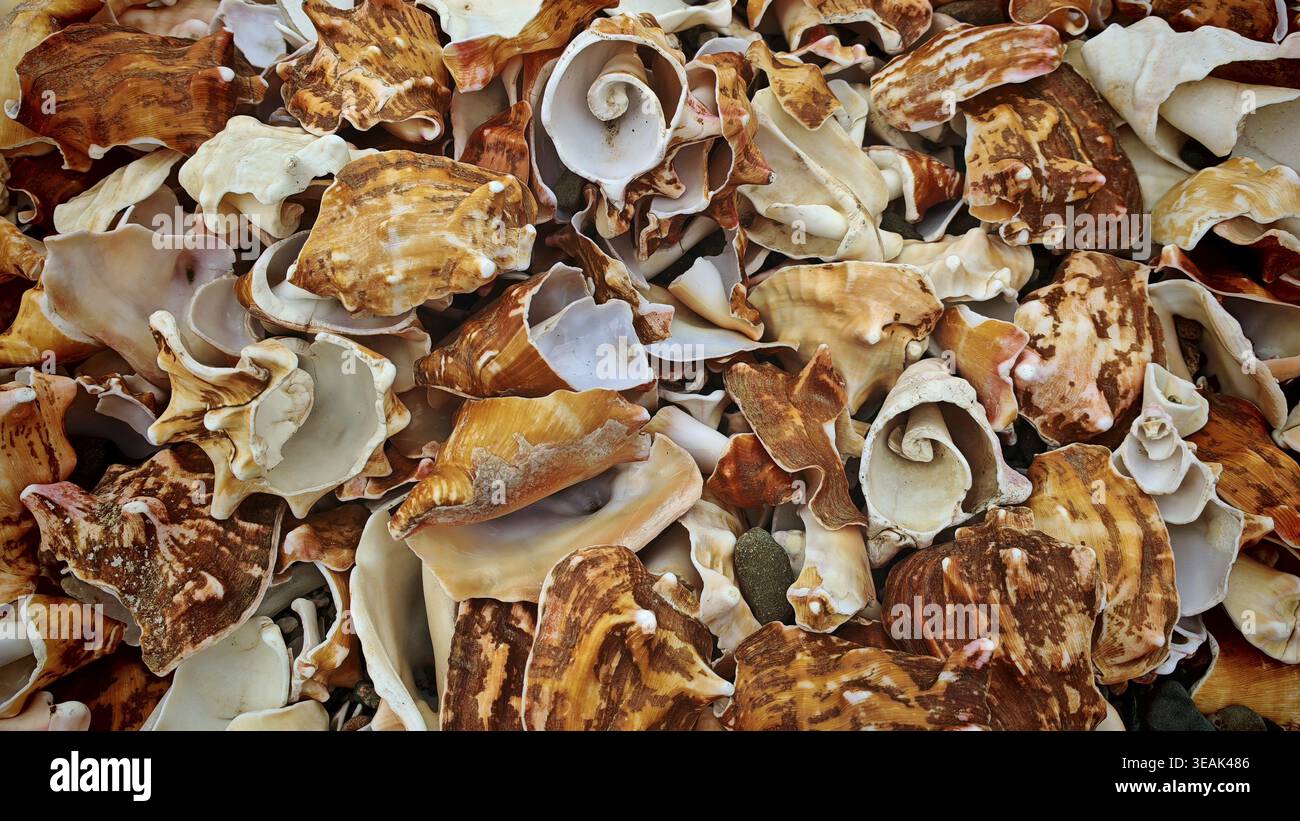 Close-up, A colourful collection of shells (concha) with different ...