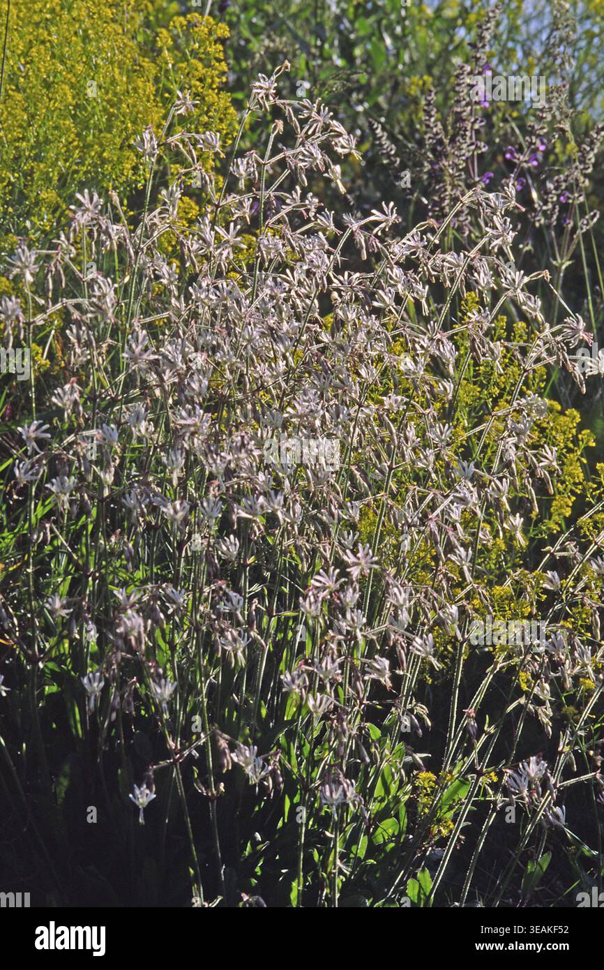 Silene nutans, nodding Leimkraut Stock Photo