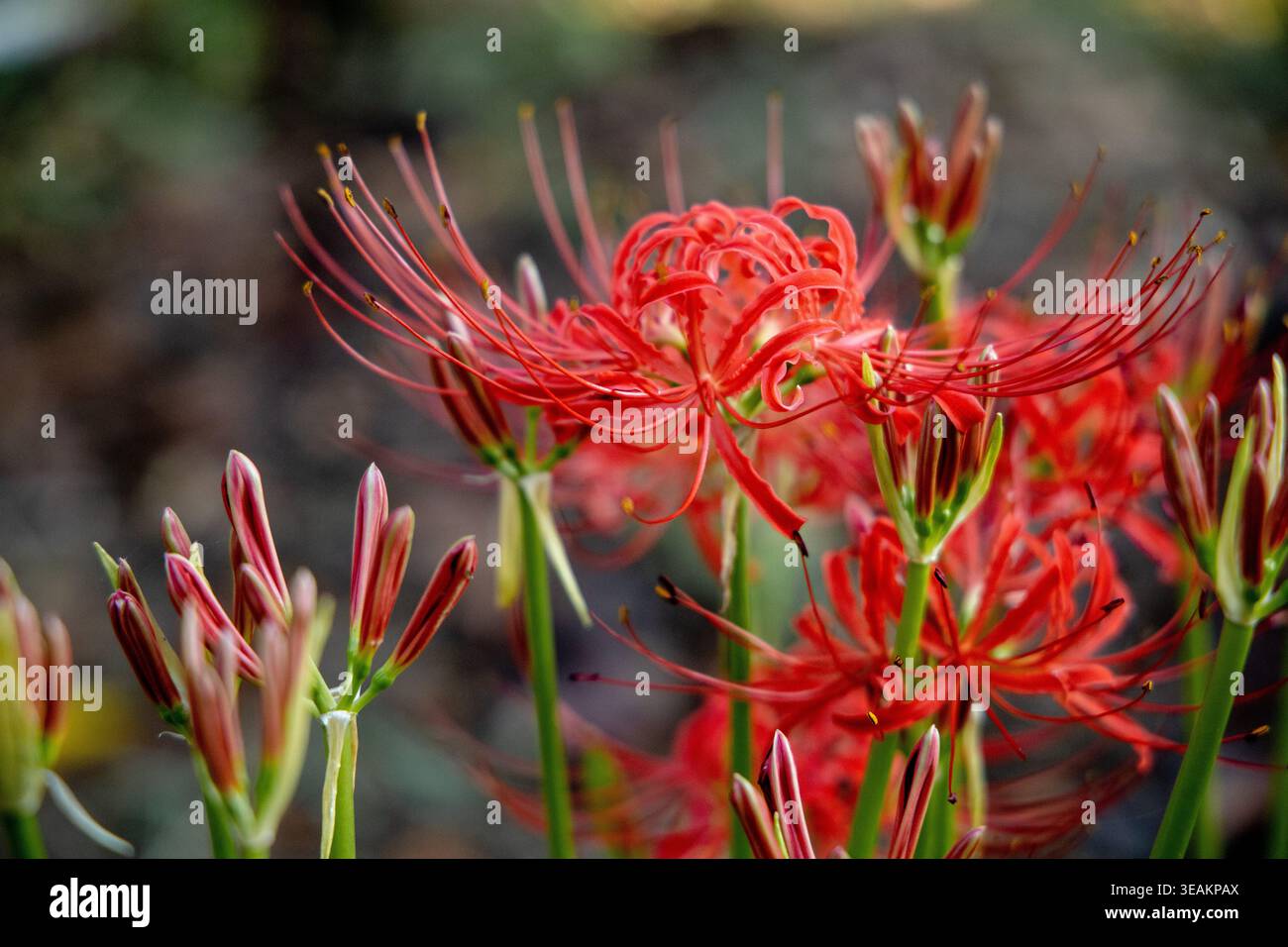 Red Spider Lily in Kinchakuda with butterfly Stock Photo - Alamy