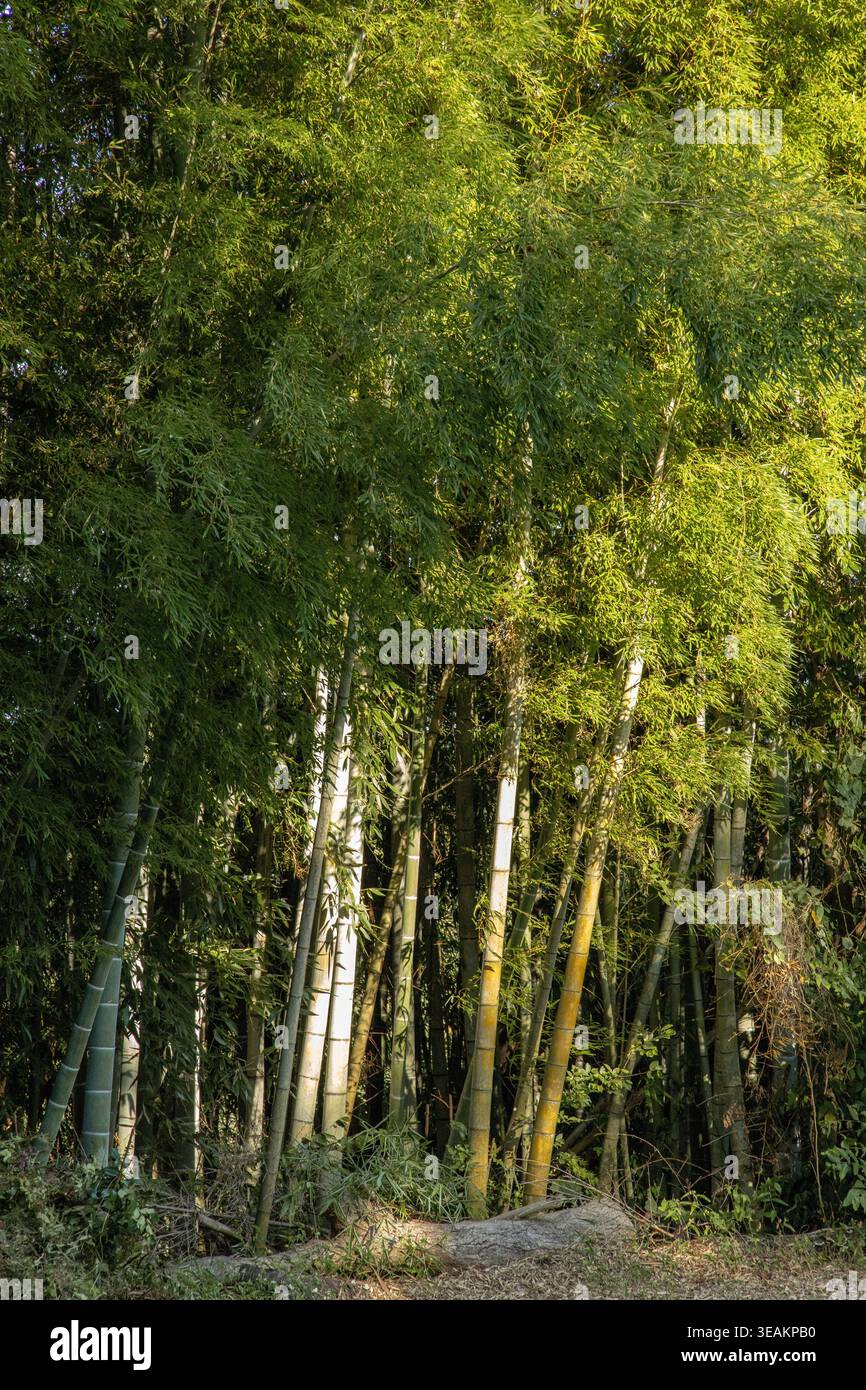 Dense Bamboo Forest with Soft Sunlight Filtering Through Green Canopy Stock Photo