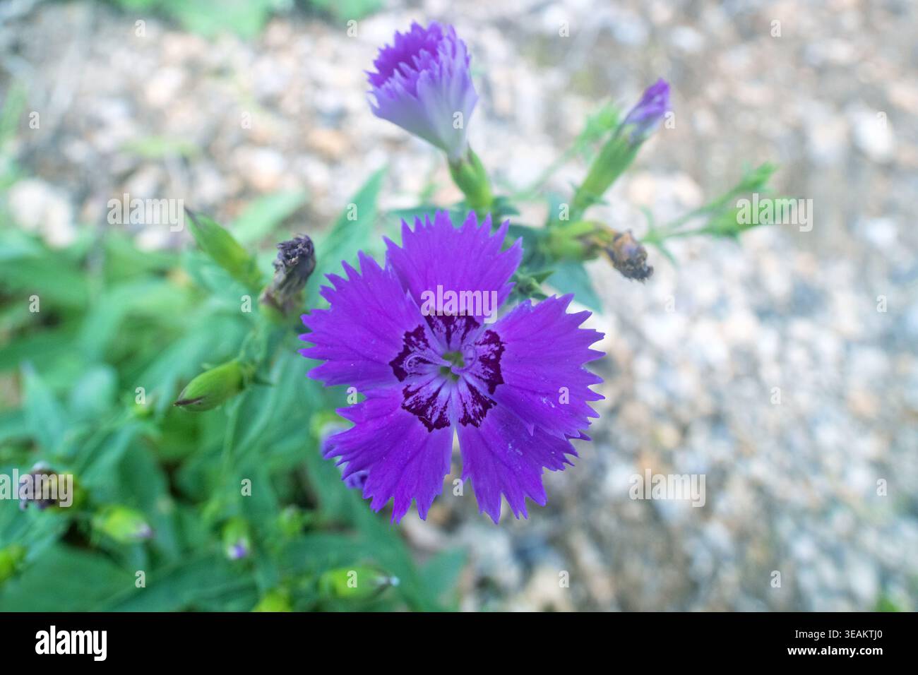 pankow olivenbaum Olivenbaum kaufen | Olea europaea