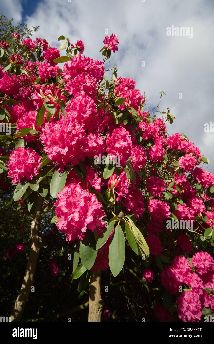 Large rhododendron bush in full hi-res stock photography and