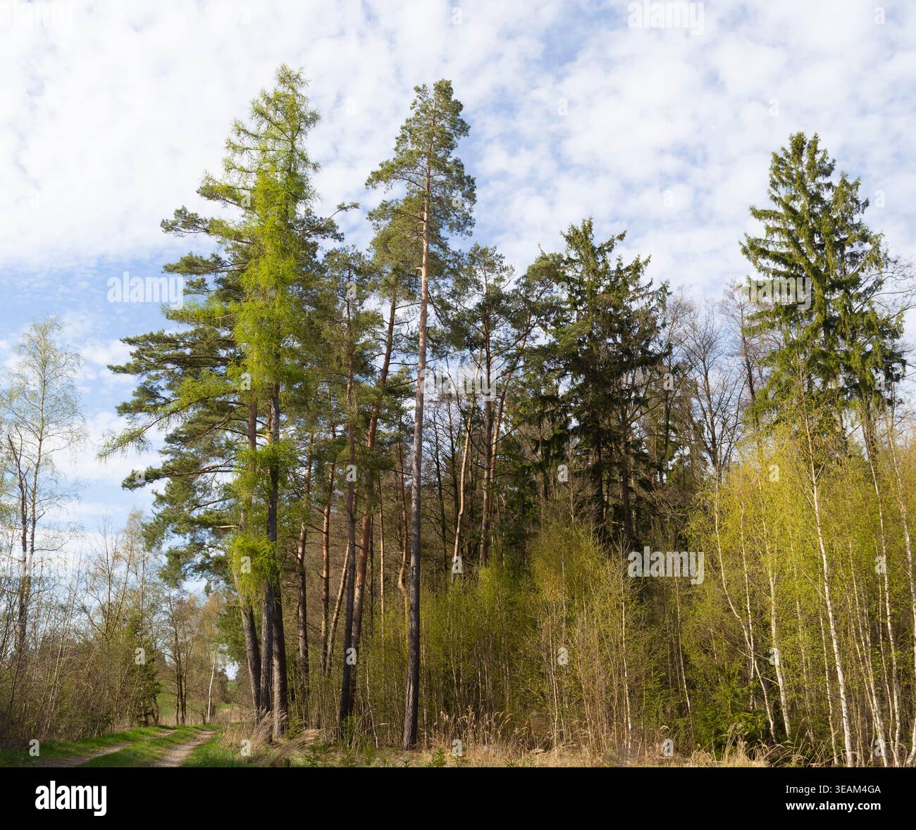 Painted by Nature. Spring Forest in Bright Green. Czech Republic. Stock Photo