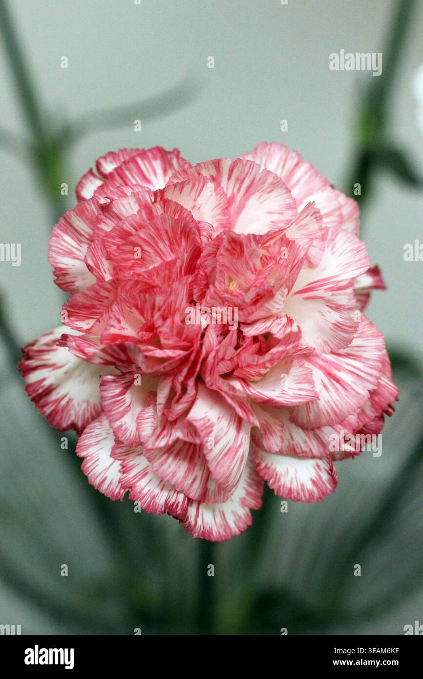 Blooming colorful carnation flower Stock Photo