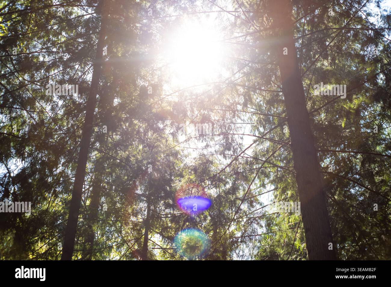 Bright sun flare with circular lens artifacts shining through a pine forest canopy during an intense summer heat wave Stock Photo