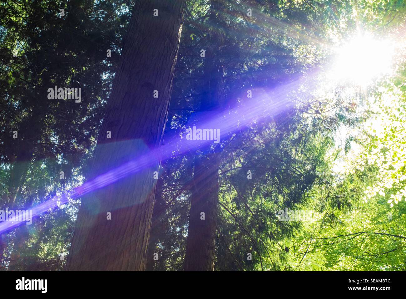 Intense Sun Rays Intense purple lens flare and sun rays shining through tall forest ...