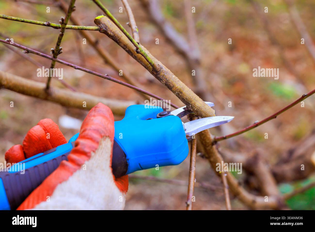 Gardener cuts branches off plants with pruning shears in yard on clear spring day while wearing gloves. Stock Photo