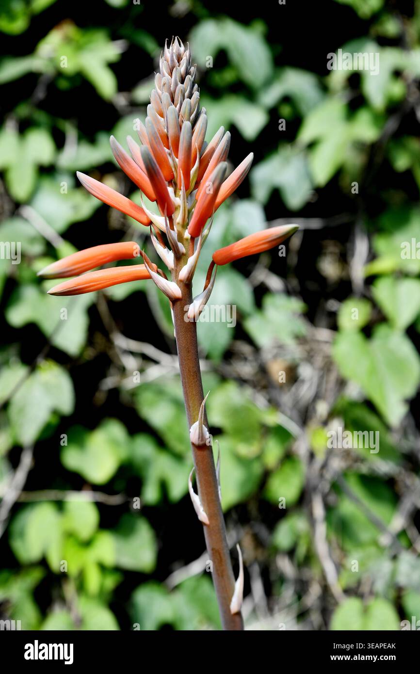 Aloe aristata hi-res stock photography and images - Alamy