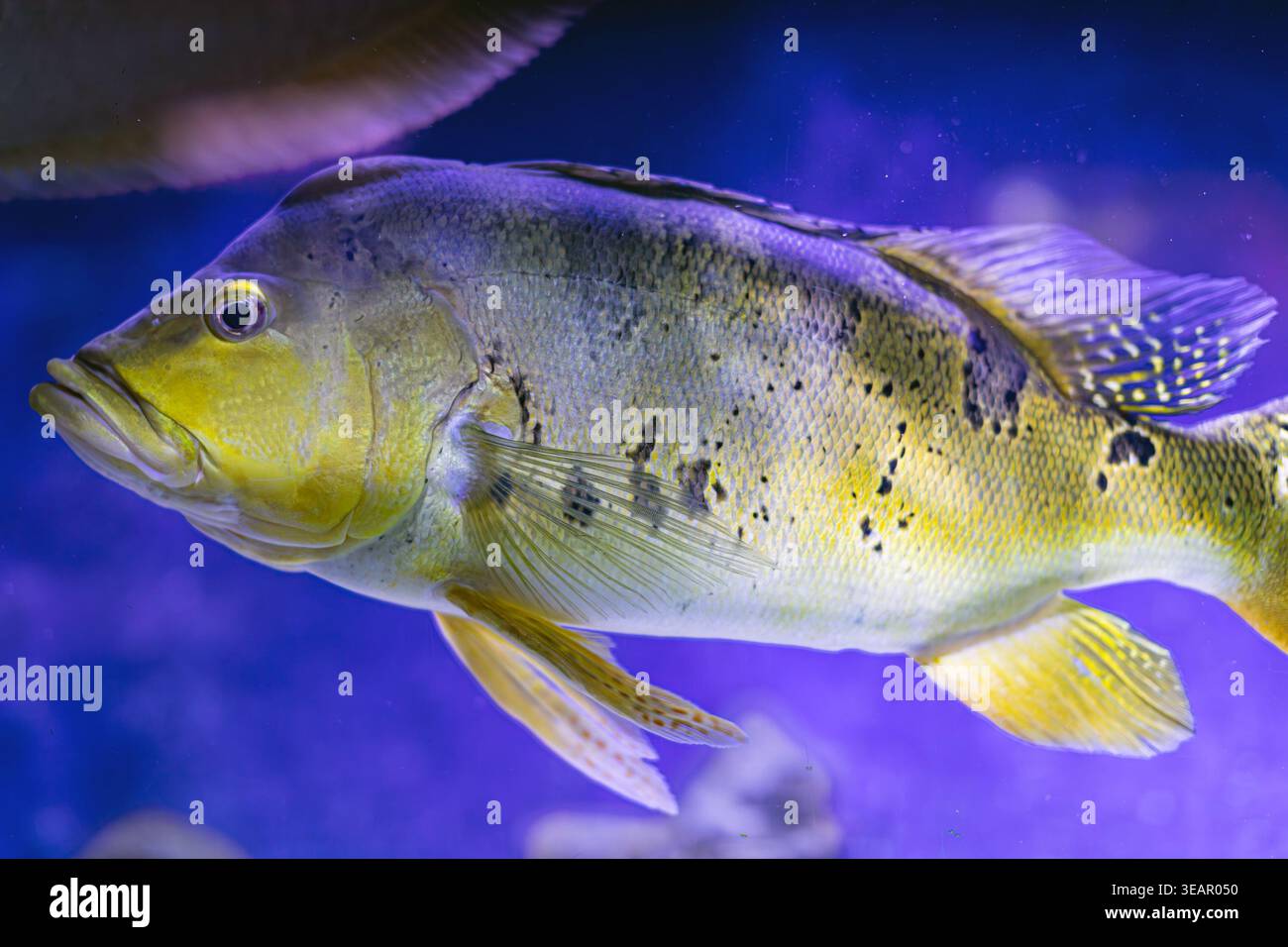 Fish Streamed Line Streamlined body shapes hi-res stock photography and images - Alamy