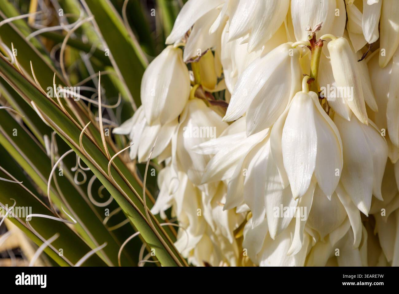 Datil Yucca Yucca valley hi-res stock photography and images - Alamy