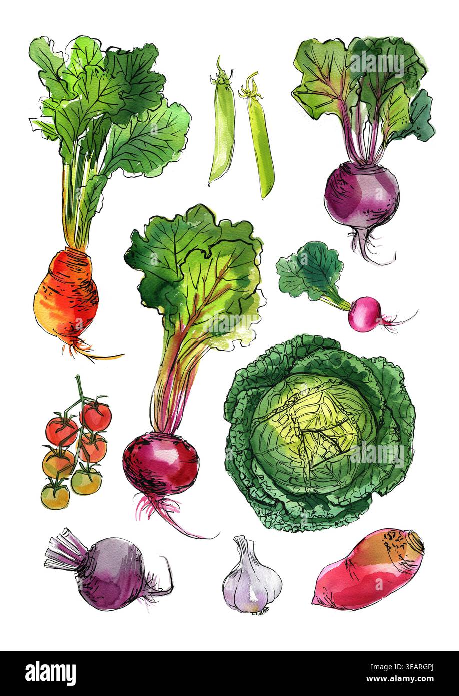Vegetables food illustrations. Watercolor and ink sketches. Beets, cabbage, tomatoes, radishes, peas, rutabaga Stock Photo