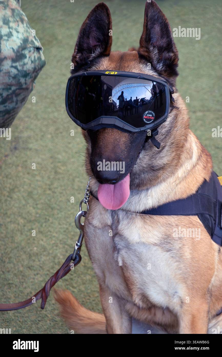 Military working dog wearing protective goggles Stock Photo