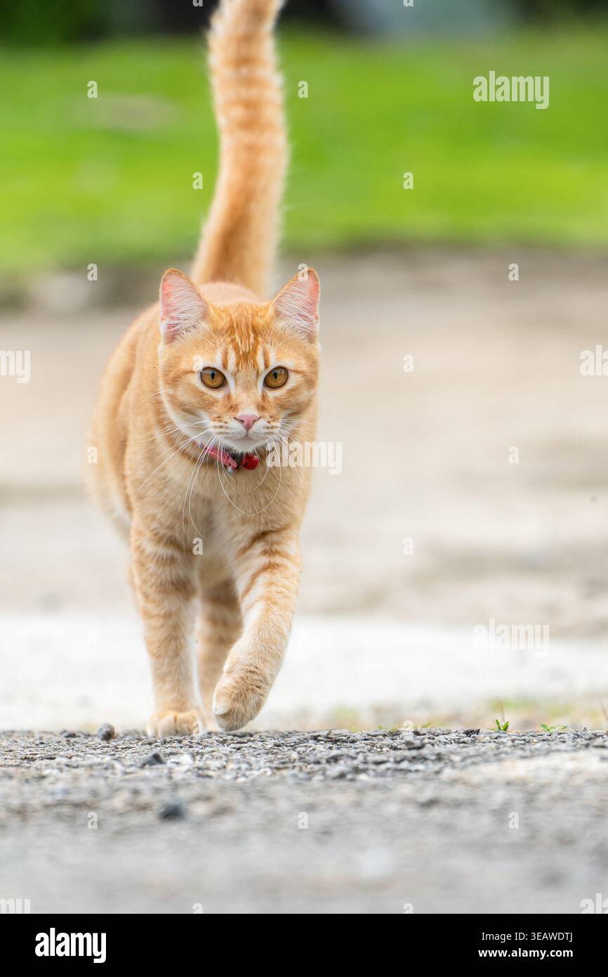 Orange tabby cats hi-res stock photography and images - Alamy