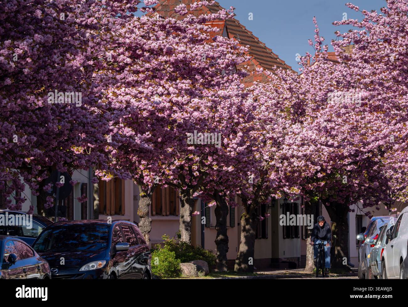 PRODUCTION - 23 April 2026, Brandenburg, Werder (Havel): Blossoming ...