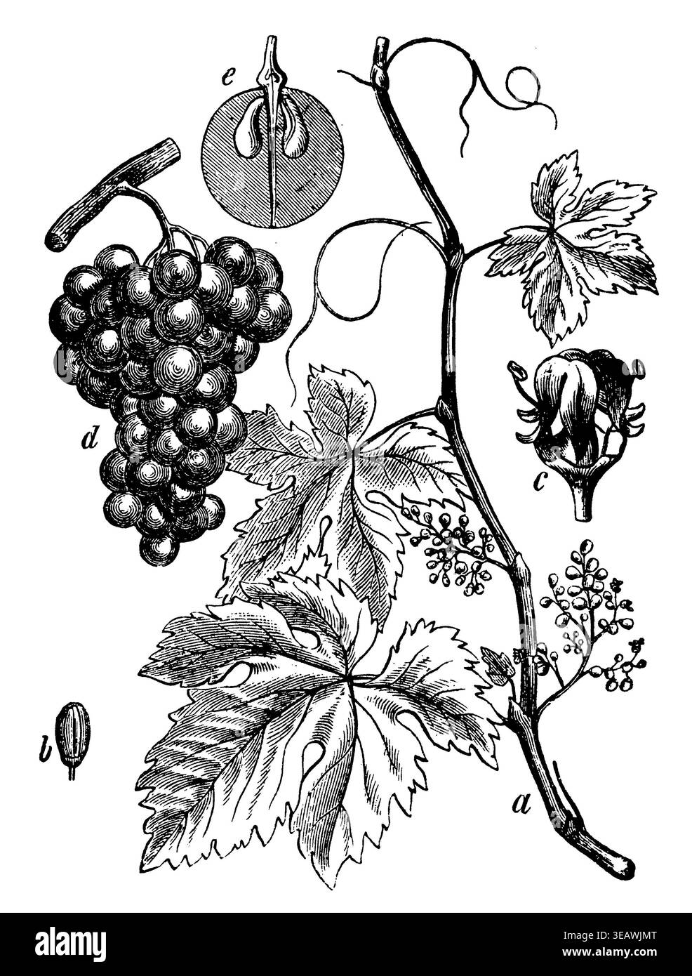 Raisin drawing Black and White Stock Photos & Images - Alamy