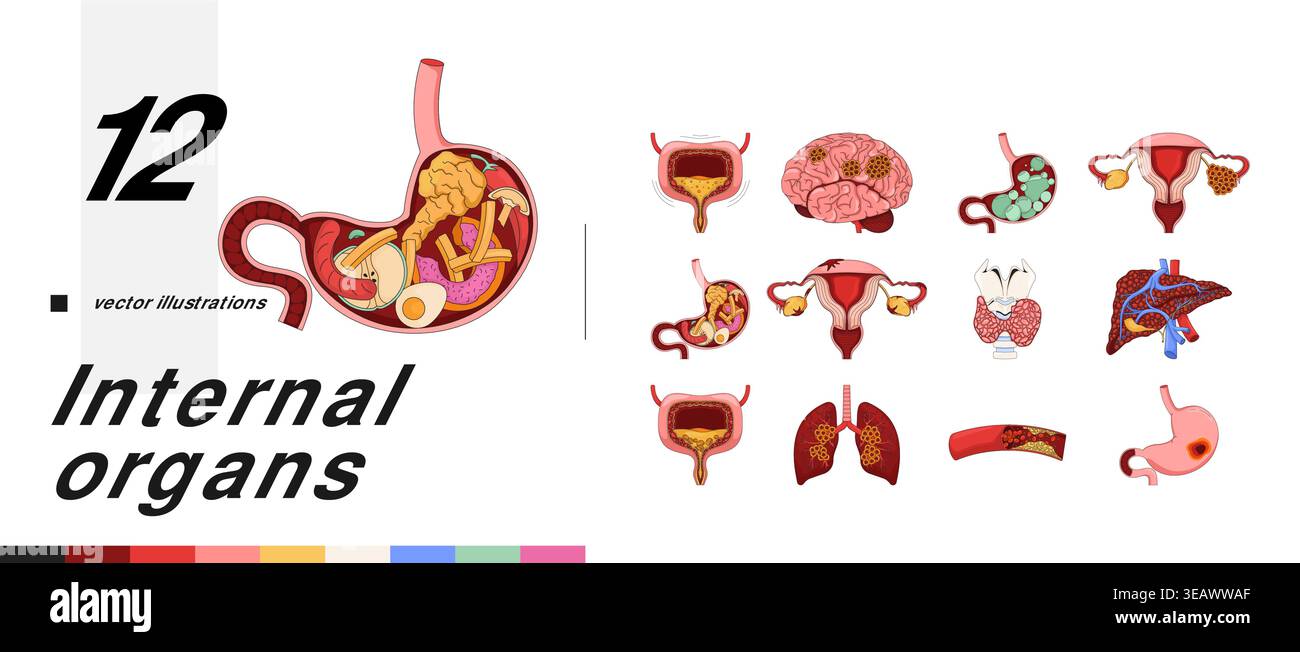 Human internal organs and health conditions cartoon flat illustrations ...
