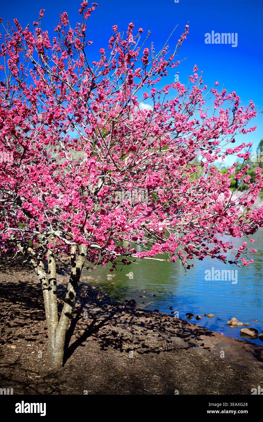 A pink Japanese cherry blossom tree blooming on a lake Stock Photo