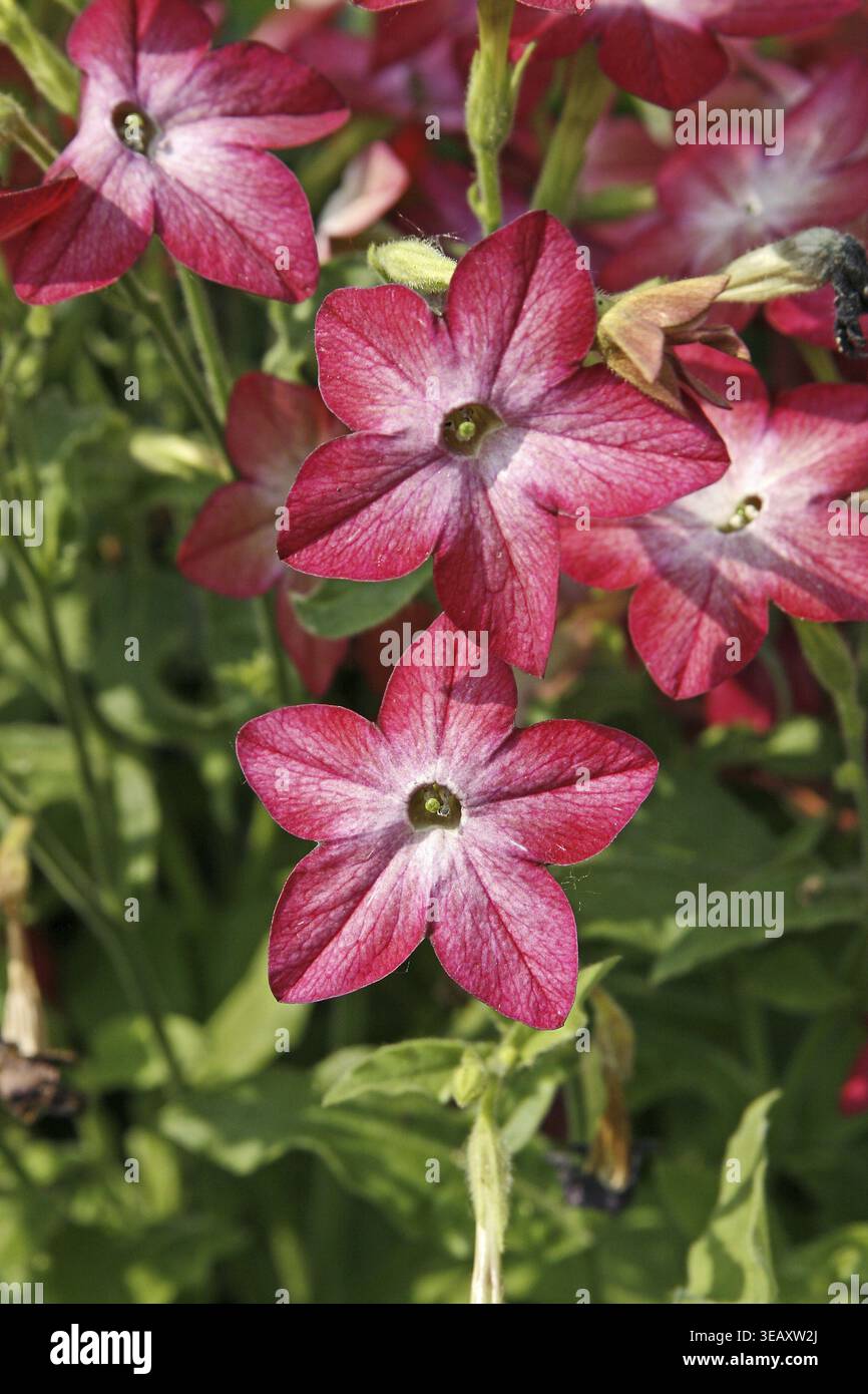 Nicotiana alata tobacco plant hi-res stock photography and images