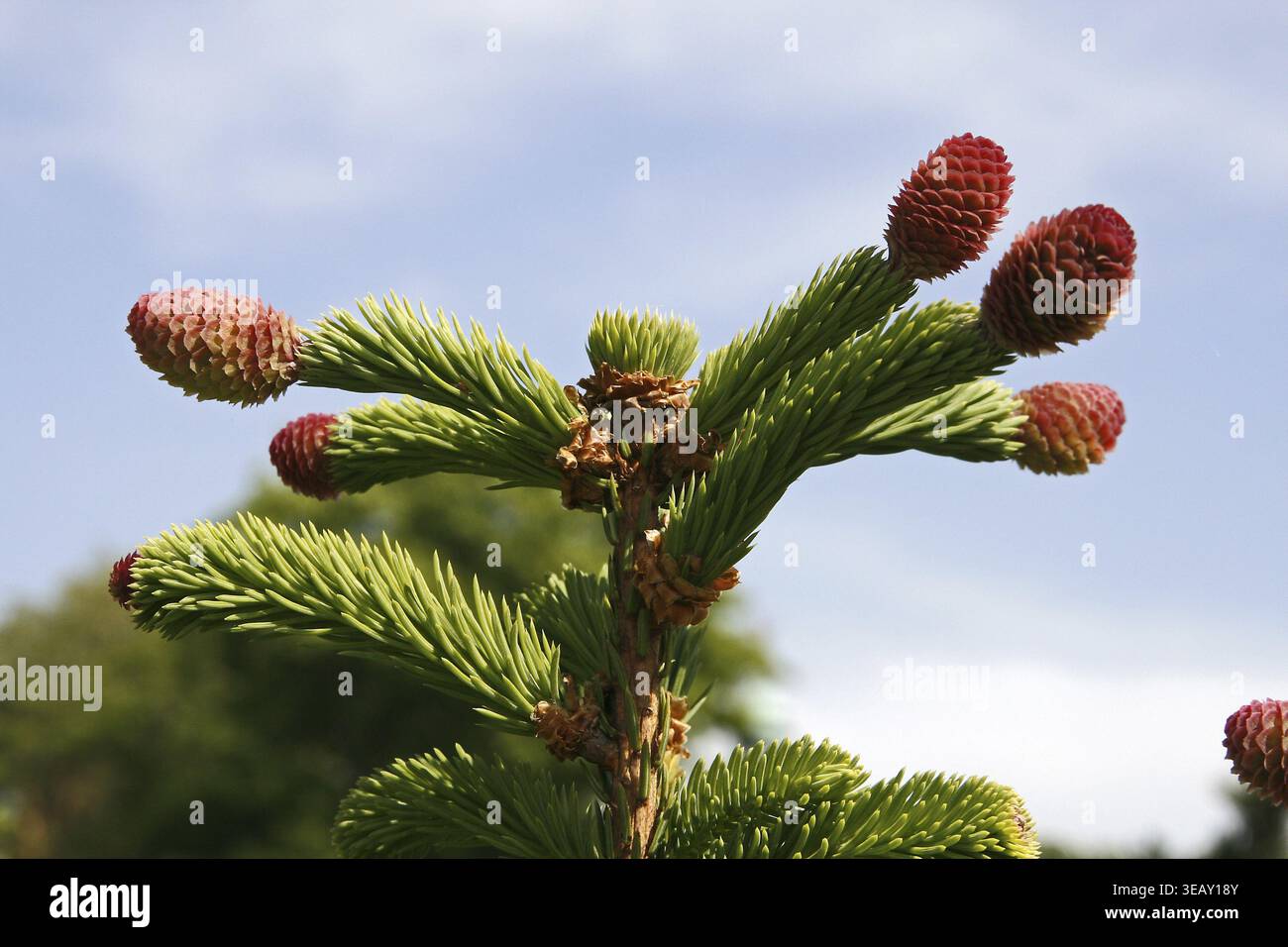 Picea abies' Inversa ' Stock Photo