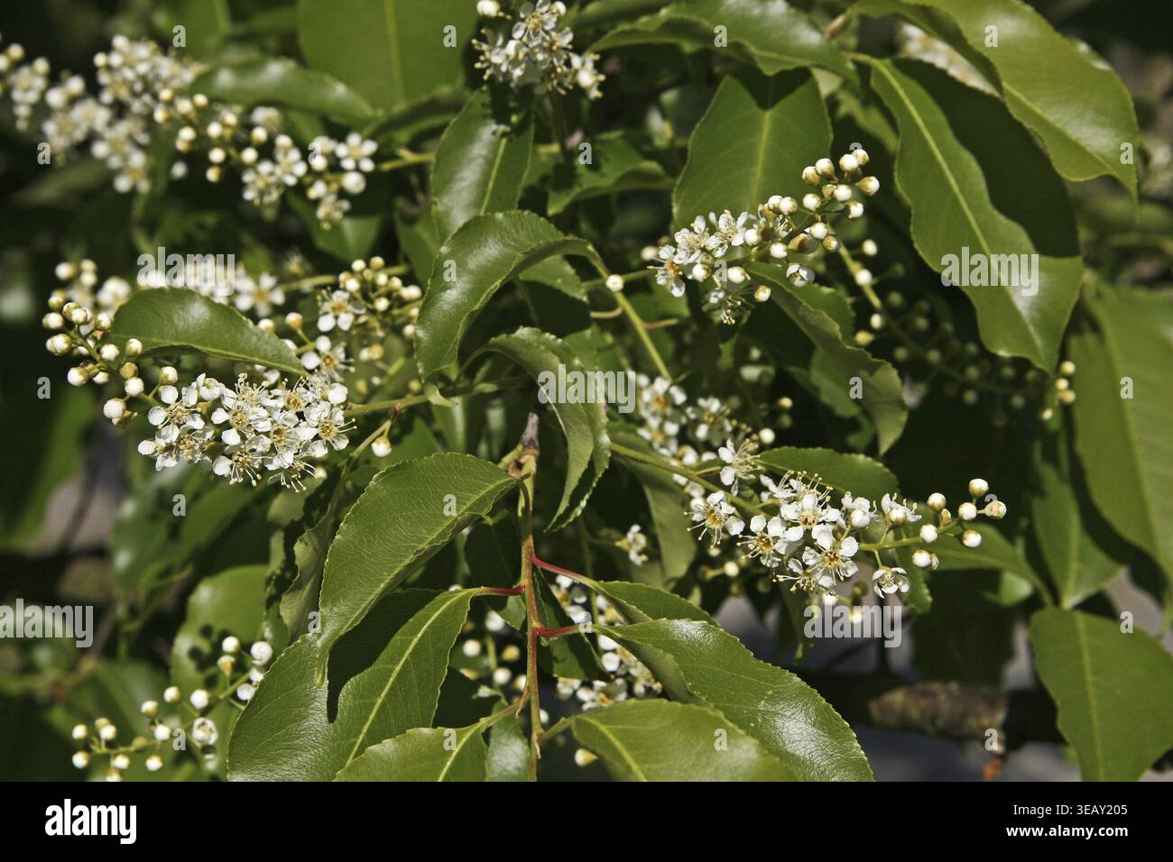 Prunus serotina, late grape cherry Stock Photo