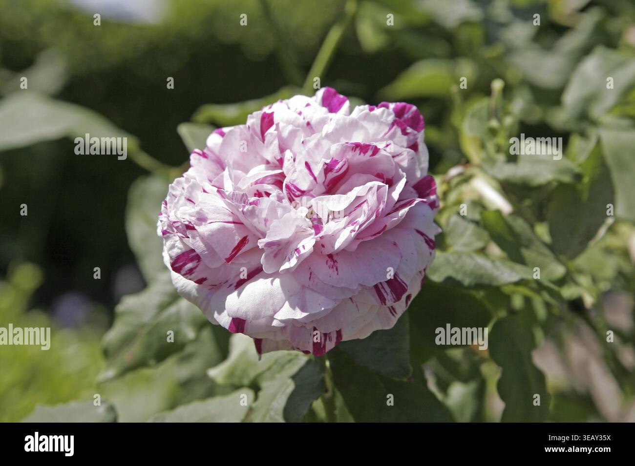 Rosa variegata di bologna hi-res stock photography and images - Alamy
