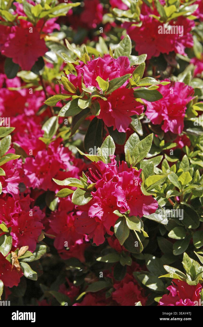 Rhododendron Azalea Geisha Red plant in flower in mid spring. These are  Aronense Hybrids that are an evergreen perennial shrub and fully hardy  Stock Photo - Alamy