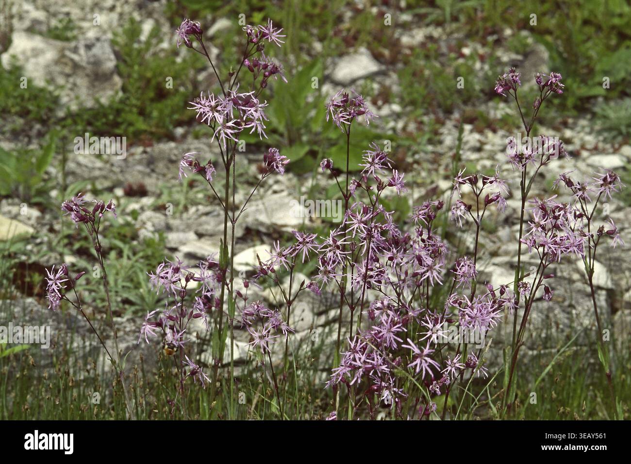 Lychnis flos-cuculi, cuckoo light carnation Stock Photo