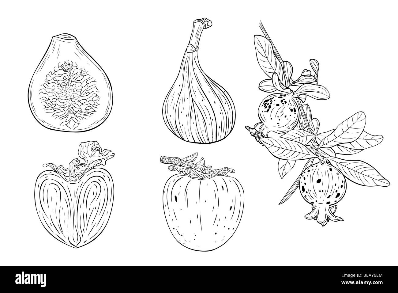 Fig, pomegranate and persimmon fruit set Stock Vector