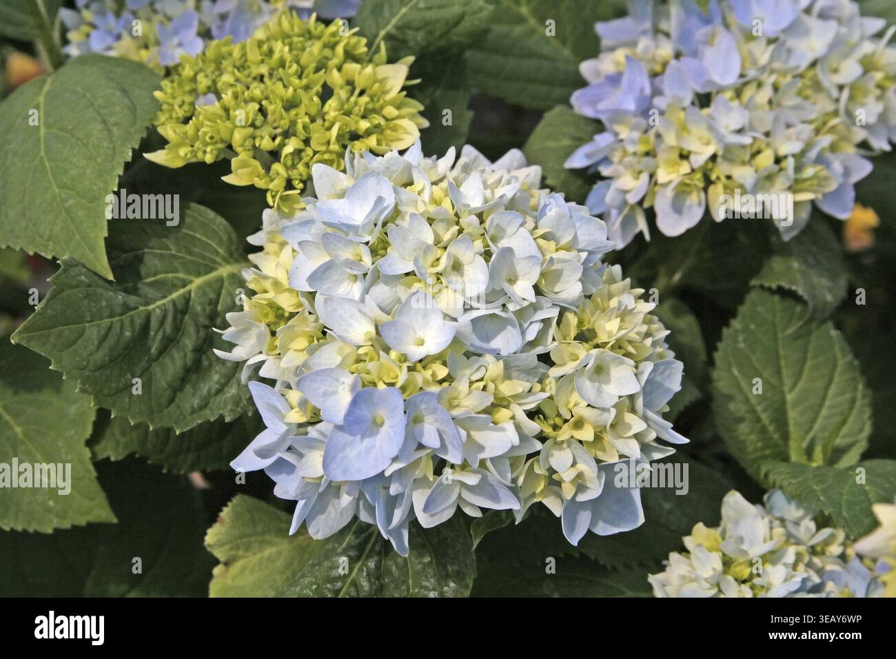 Hydrangea macrophylla 'Bailmer' Stock Photo