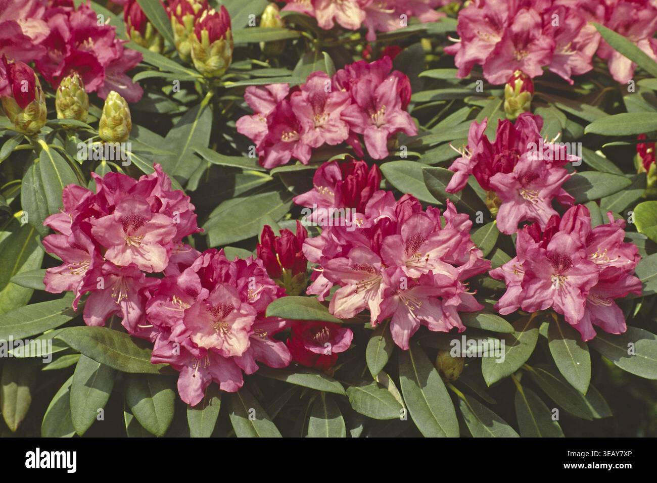 Rhododendron sneezy hi-res stock photography and images - Alamy