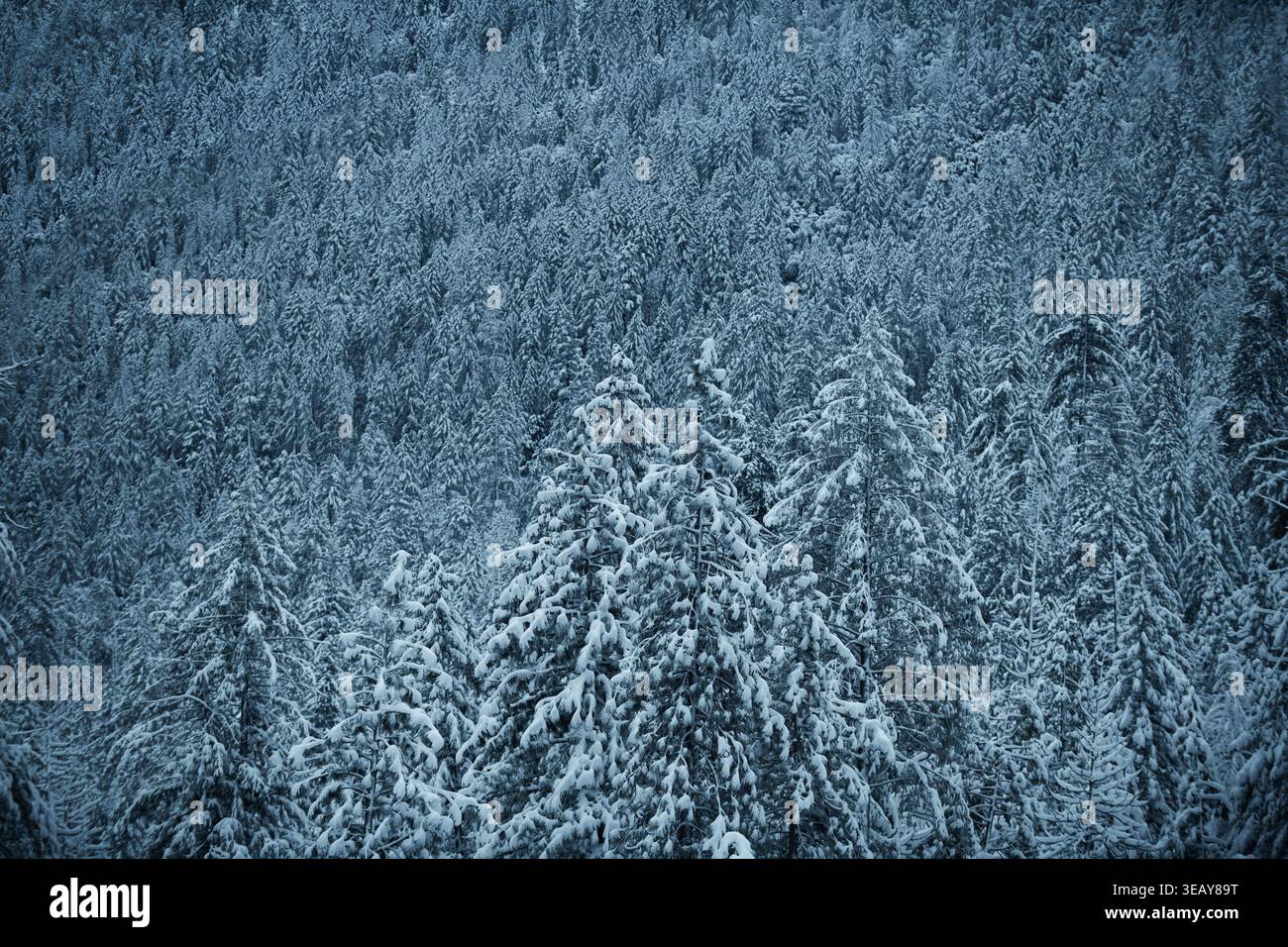 Snow Covered Scene in Yosemite Valley Stock Photo