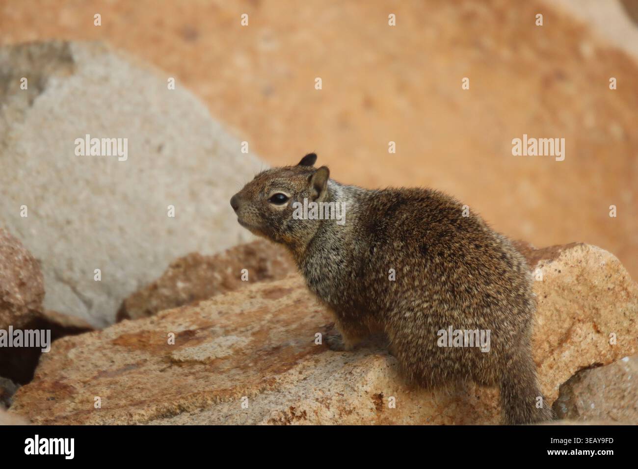 Squirrel Perched on a Rock Stock Photo