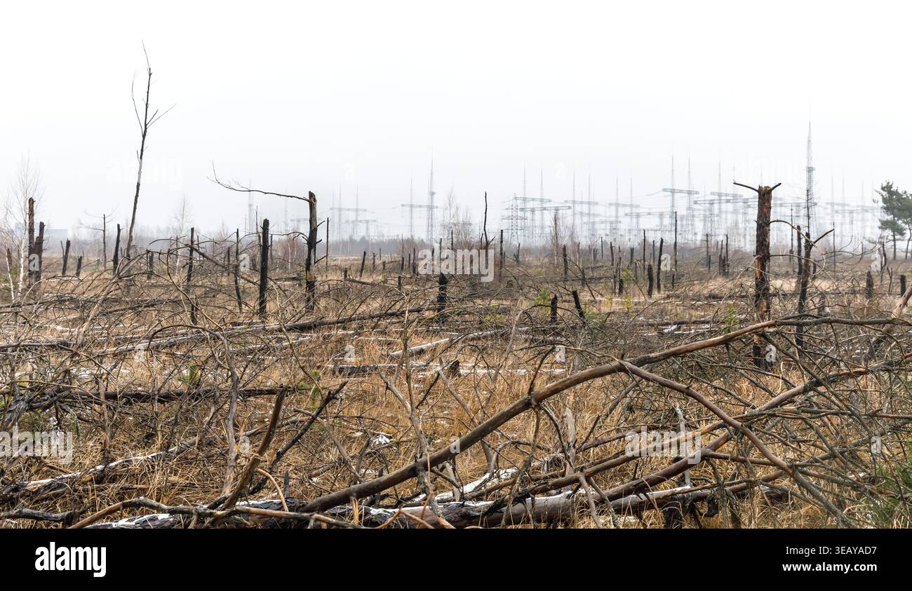 Dead trees are seen standing in the Chernobyl Exclusion Zone ...