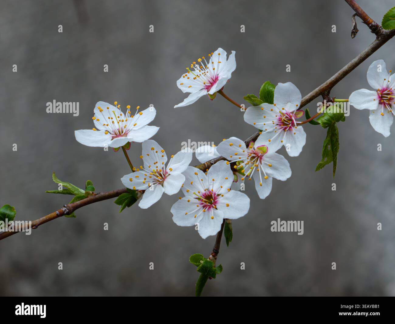 White cherry blossom branch on soft grey background Stock Photo