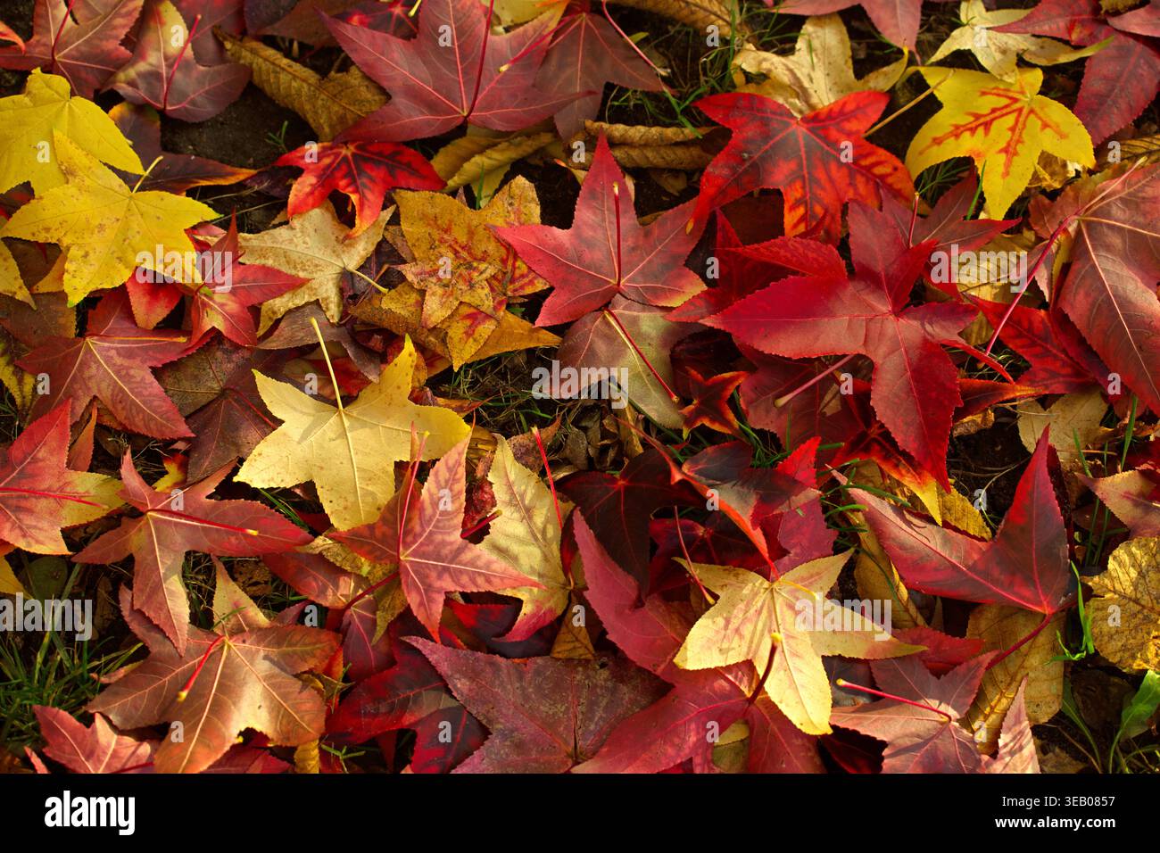 Fallen maple autumn leaves in various shades of red and yellow . High quality photo Stock Photo