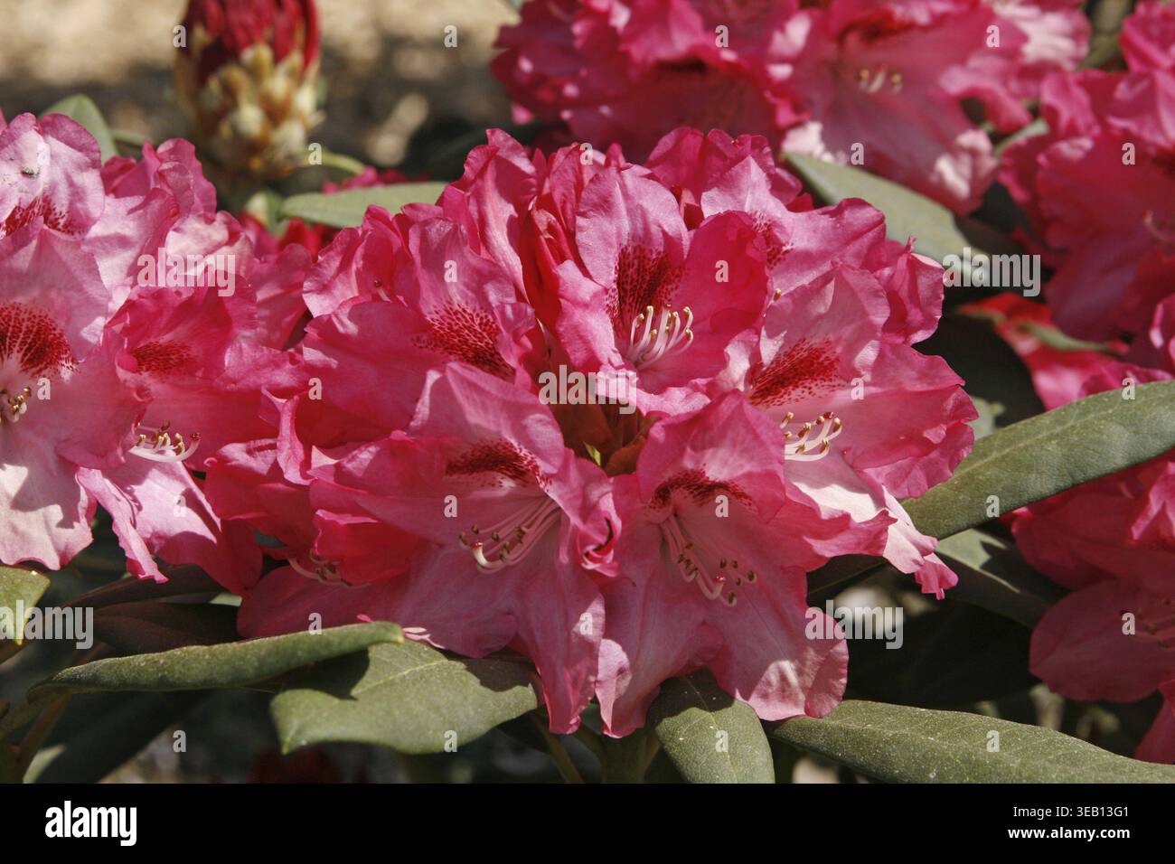 Rhododendron sneezy hi-res stock photography and images - Alamy