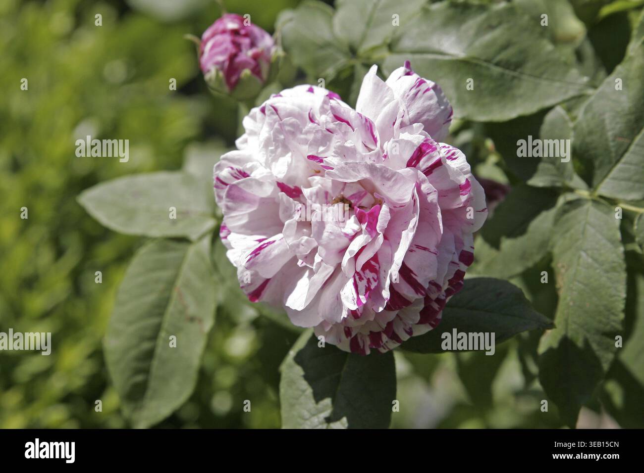 Rosa variegata di bologna hi-res stock photography and images - Alamy