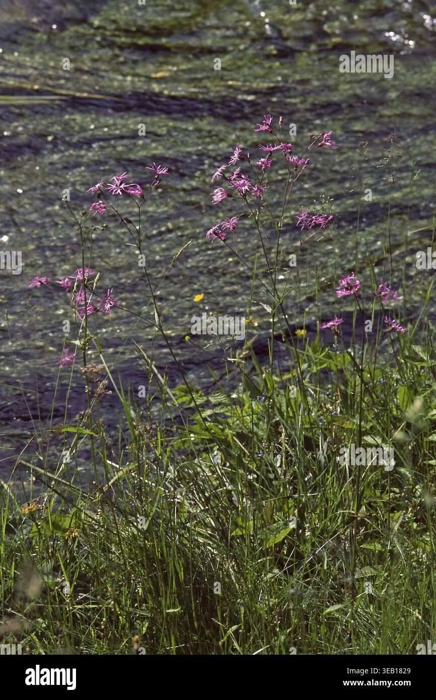 Lychnis flos-cuculi, cuckoo light carnation Stock Photo