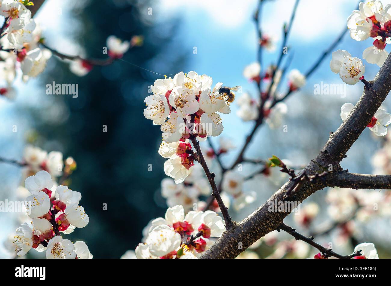 Bee pollinates apricot flowers in spring garden. Light dark background of blurred sky and trees. Important role of Insect pollinators. Stock Photo