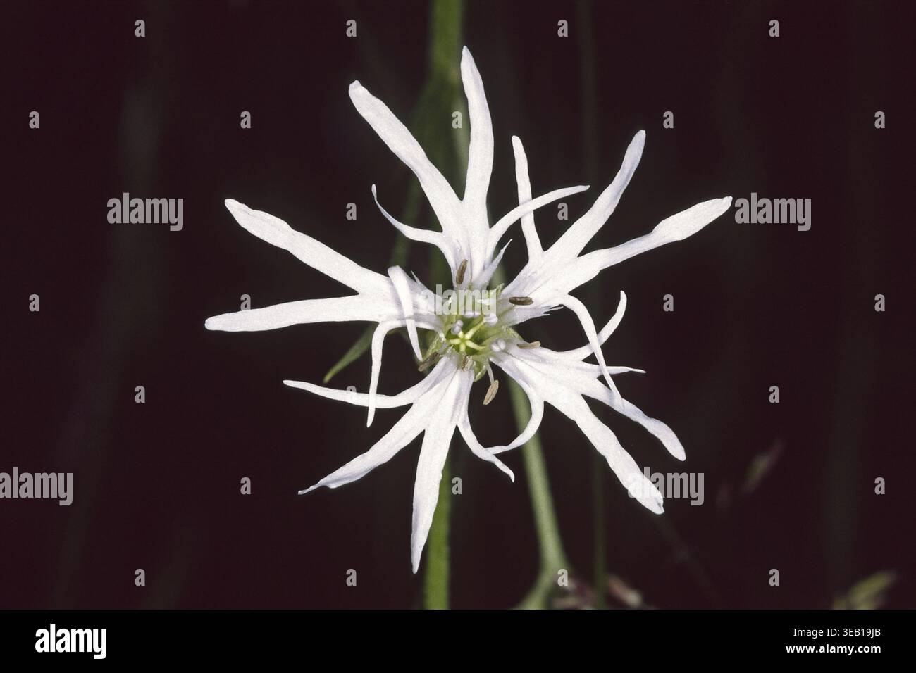 Lychnis flos-cuculi, cuckoo light carnation Stock Photo