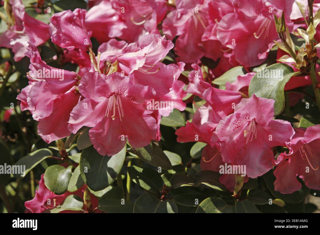 rhododendron tee wirkung Bio White Wings Tee 5er / 10er Packung ( Sagan Dalya; Rhododendron Ada –  Goddess Shop main image 1