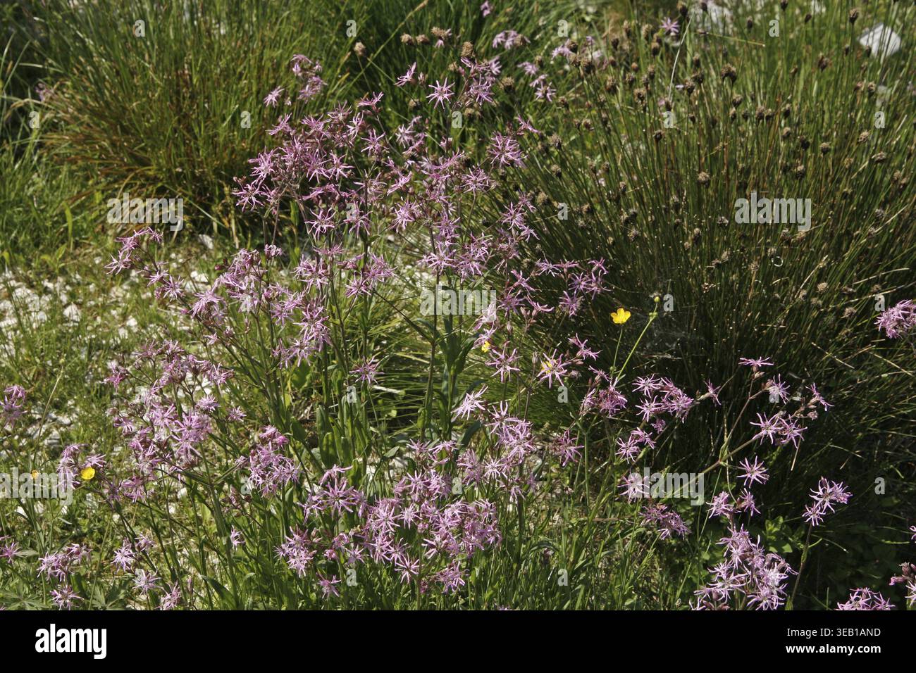 Lychnis flos-cuculi, cuckoo light carnation Stock Photo