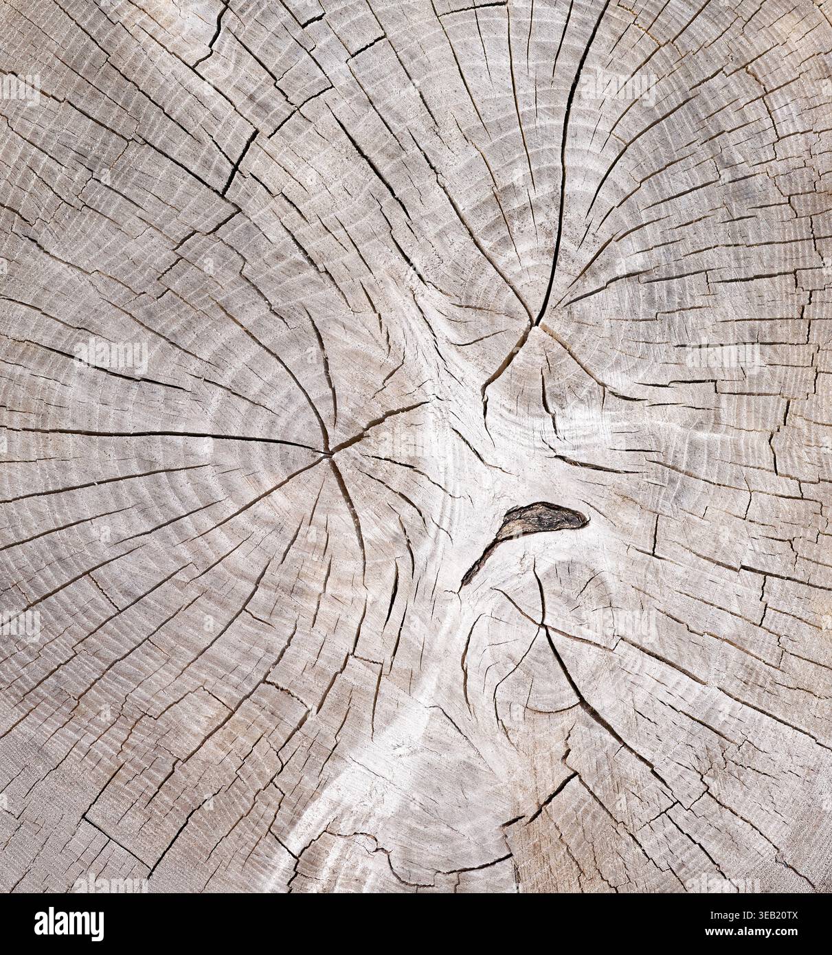 Cracked structure of a tree trunk in close-up Stock Photo