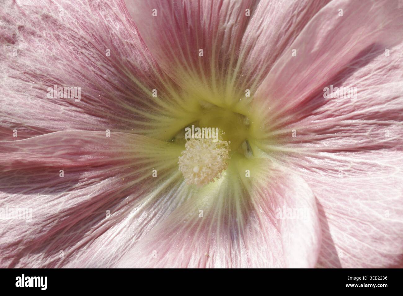 Alcea rosea (Althaea ficifolia), common hollyhock, poplar rose, tree ...